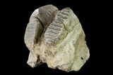Fossil Stegodon Maxilla Section with Molars - Indonesia #148203-3